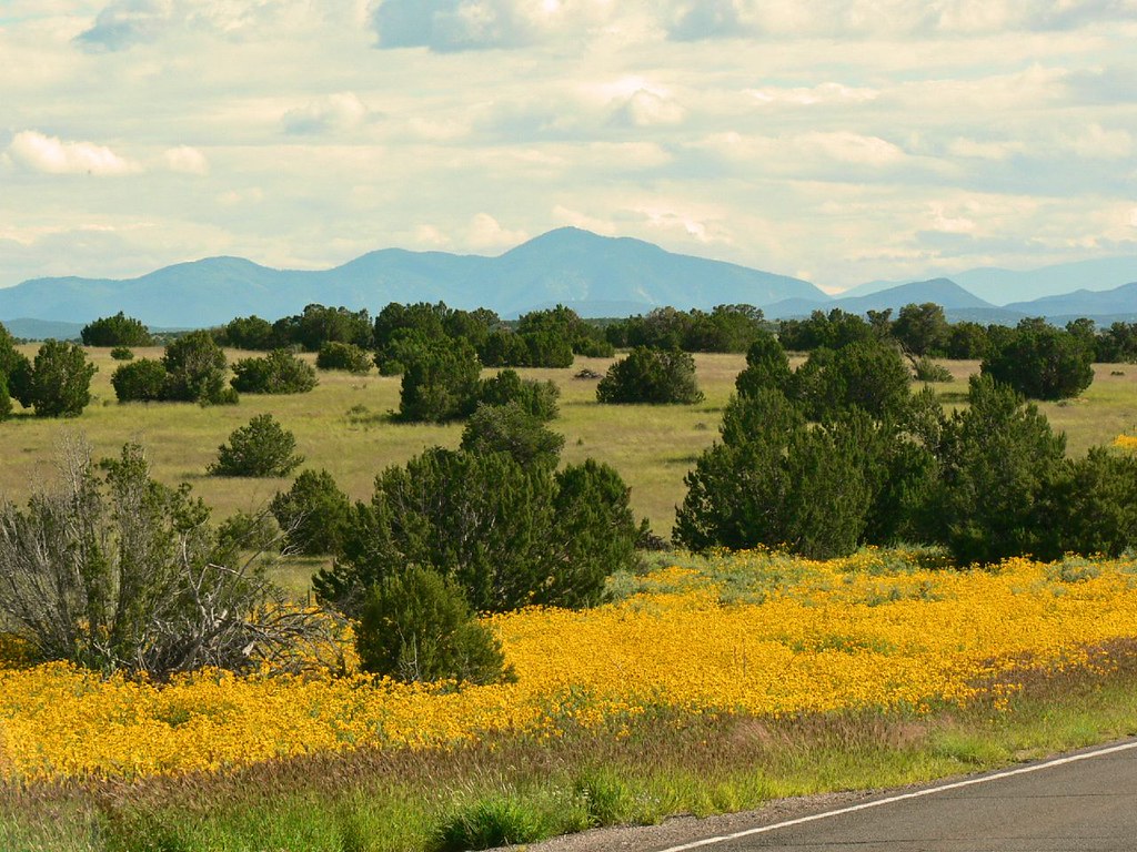 Yellow Flowers New Mexico David Davis Flickr