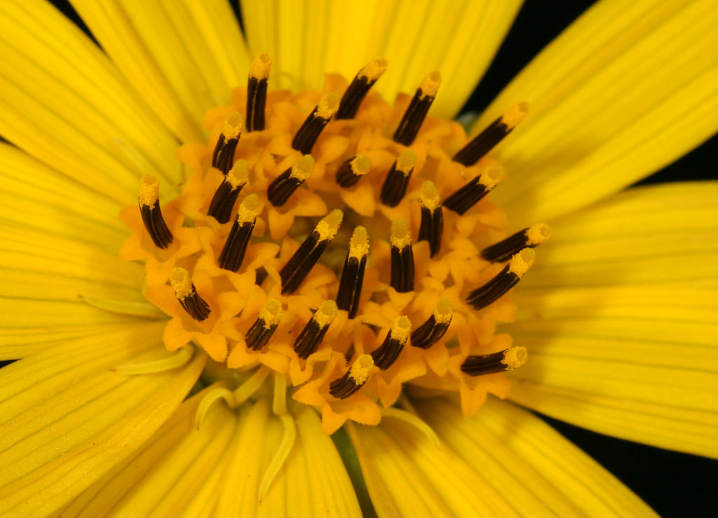 Prairie Dock Detail of disk flowers of Silphium terebinthi… Flickr