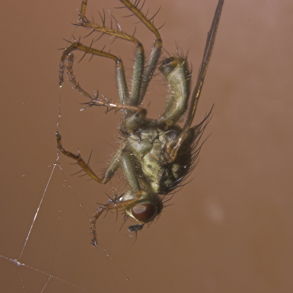 Fly in web a fly who was caught in the spiders web, unfort… Flickr