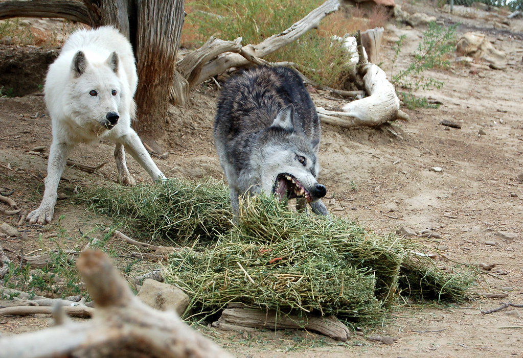 Holy crap! A rather frightening Whitney lunging at hay
