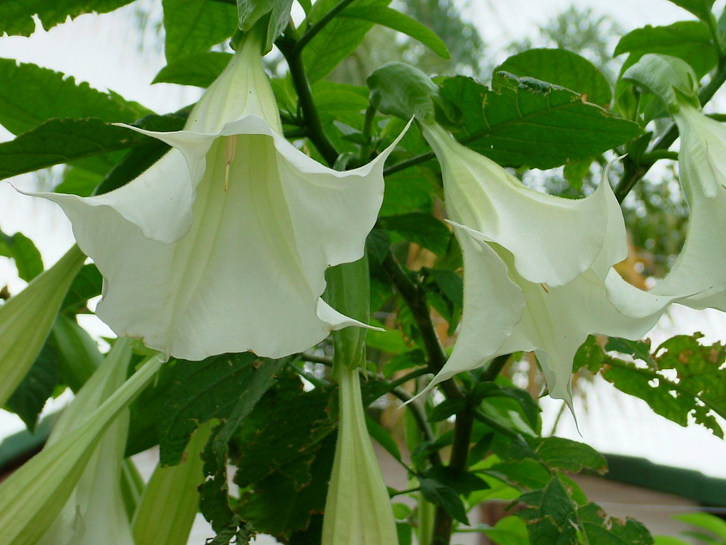 Angel's Trumpet / Moon Flower 3sth3r Flickr