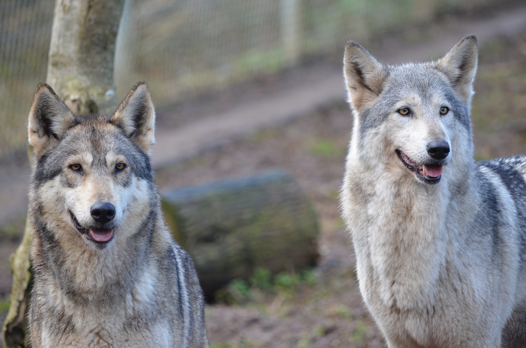 Wolves At Dartmoor Zoological Park, Nr Plymouth John L Flickr