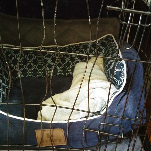 Ugh. Logan has been chewing on his crate when we have to p… Flickr