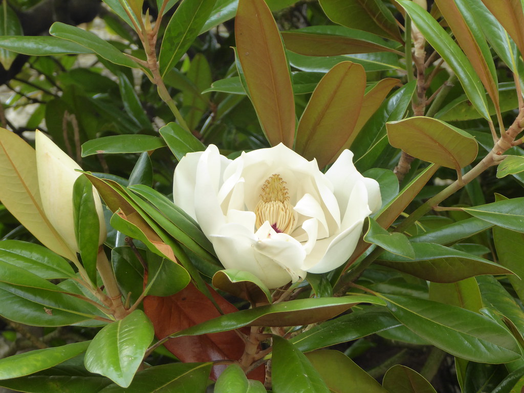 Magnolia Magnolia grandiflora growing in a corner of the g… Flickr