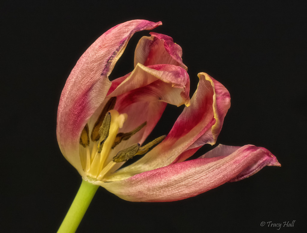 Dying Tulip muscogeegirl Flickr