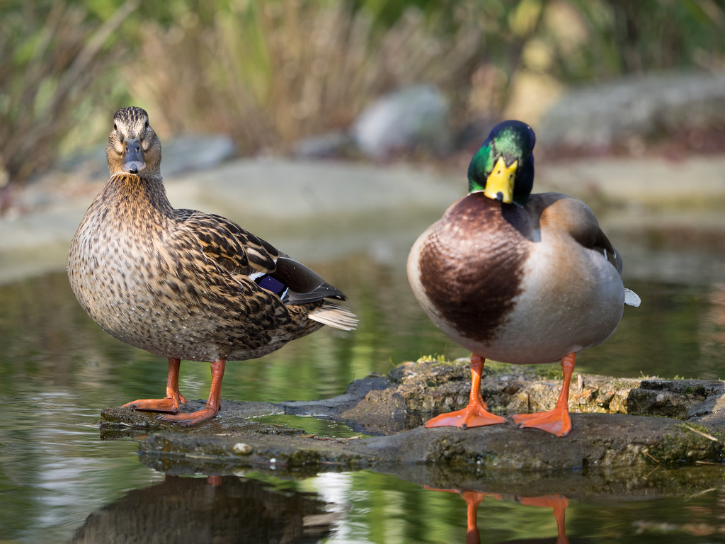 Mallard Ducks Male and Female Mallard Ducks at Colchester … Flickr