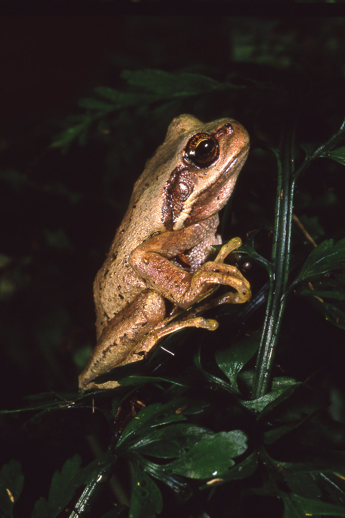 Australian brown tree frog or whistling frog (Litoria ewin… Flickr