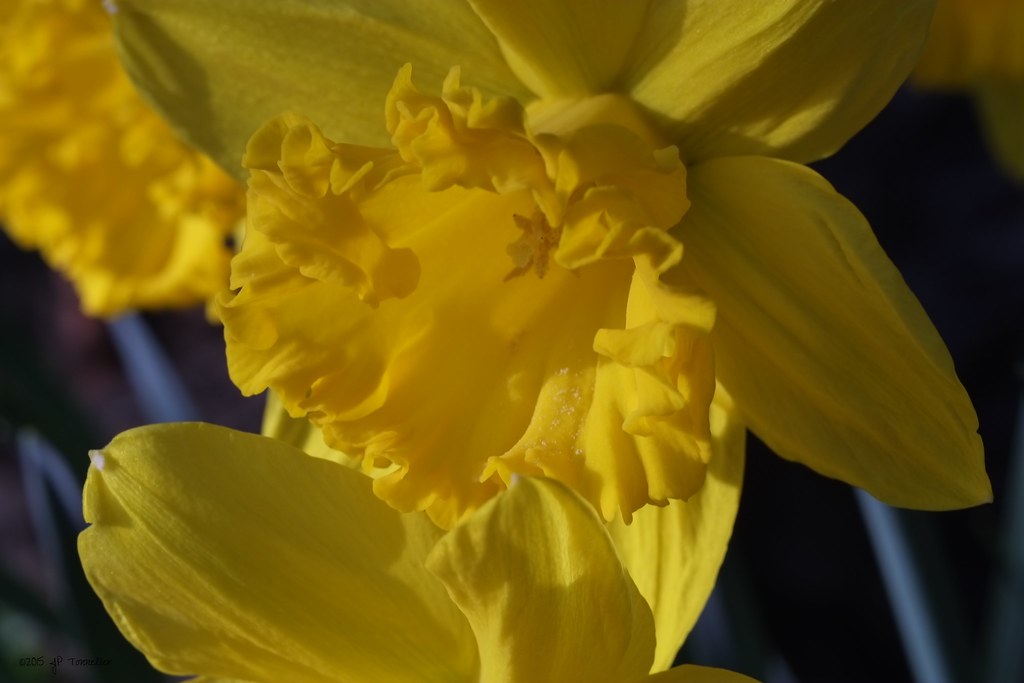 Jonquille Près de Toulouse. JeanPaul Tonnelier Flickr