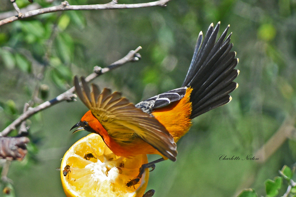 Altimara Oriole Salineno, Texas Charlotte Norton Flickr