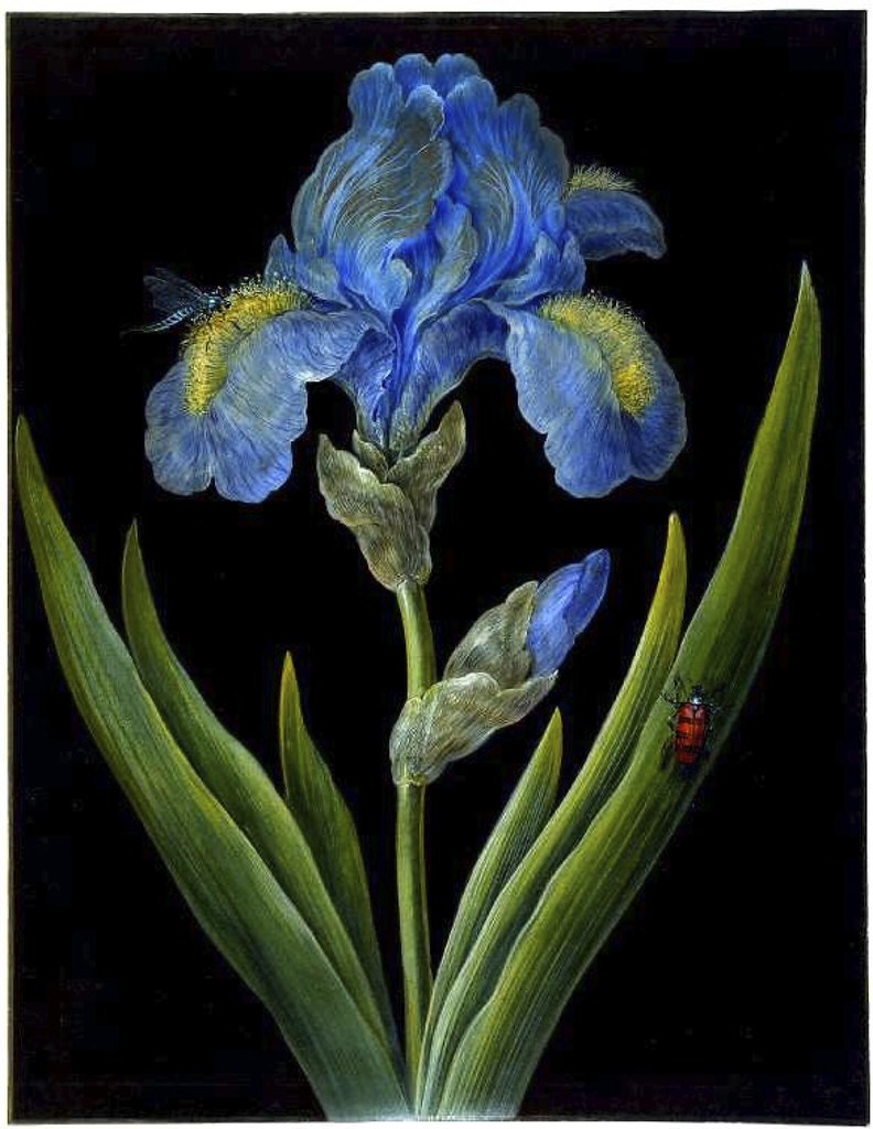 Blue Iris on Black 3. Iris germanica (Blue Iris) with a dr… Flickr