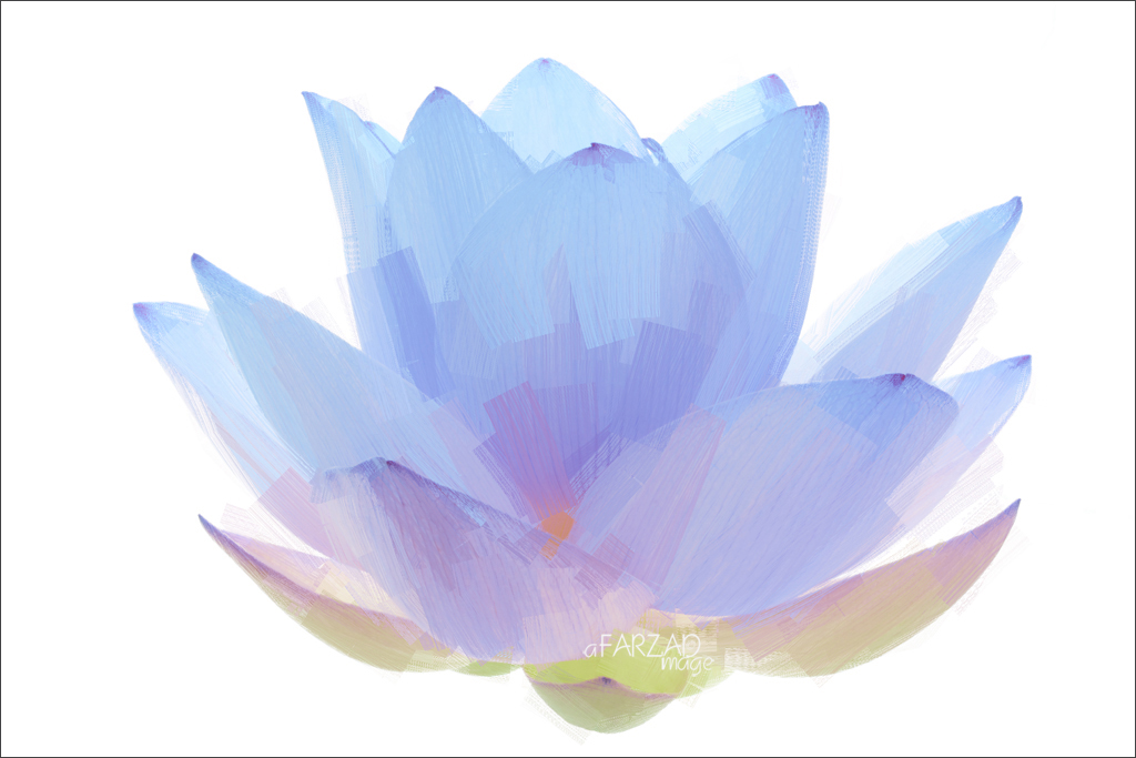 Blue Lotus Flower Oil Paintings / Lotus flower oil Painting