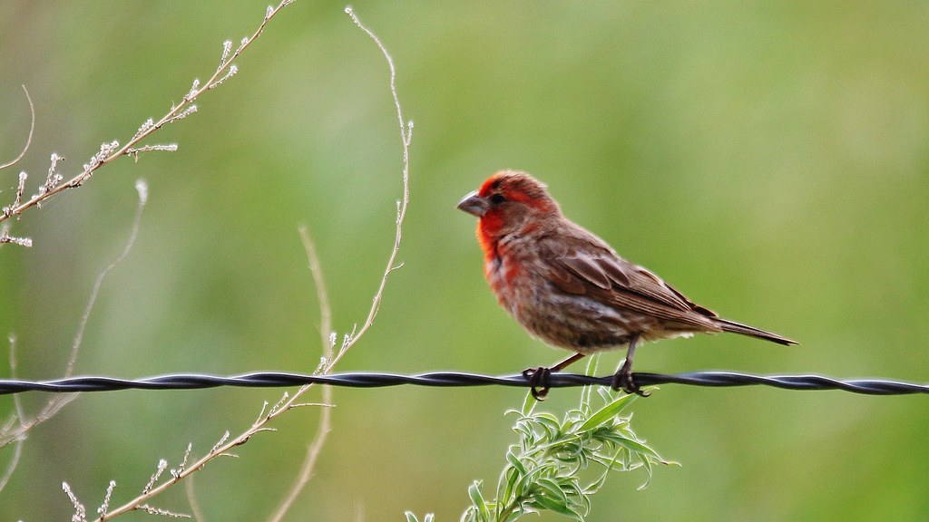 "Barn Finch" "20160705" "Bird" "Lubbock Landmark" Flickr