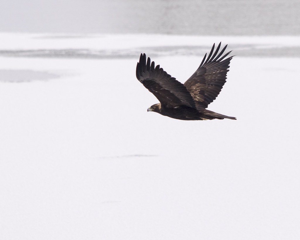 Golden Eagle, Frozen Lake Golden Eagle, Frozen Lake Flickr