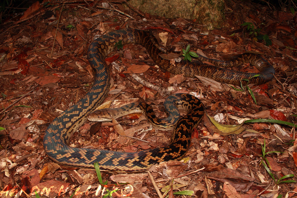 Scrub Python (Morelia kinghorni) Aaron Hillier Flickr