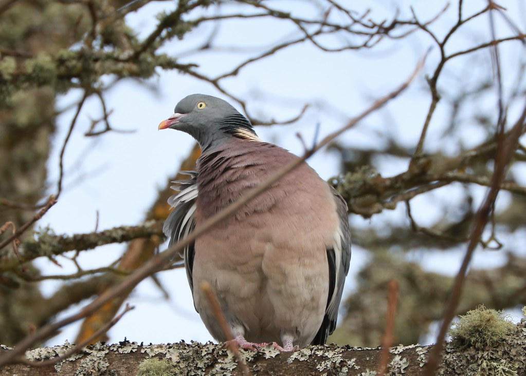 Wood Pigeon Coo Cooing in our trees birdpics2011 Flickr
