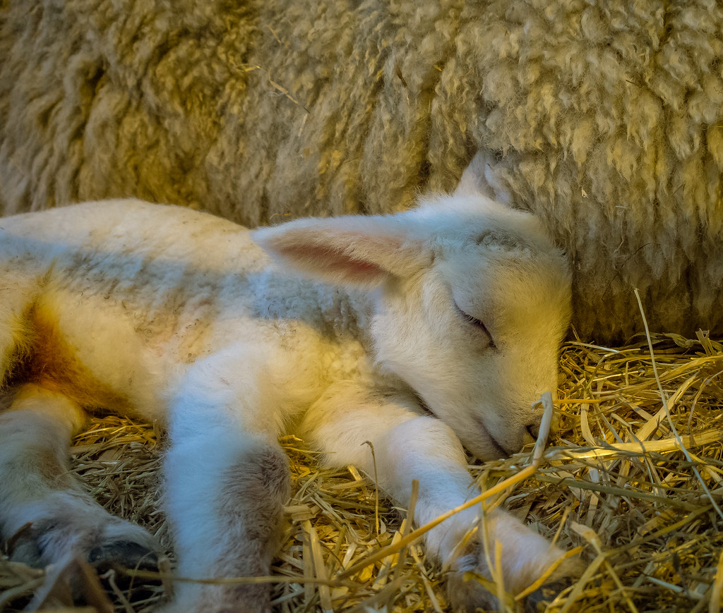 A newborn lamb sleeps beside its mother during Sparsholt C… Flickr