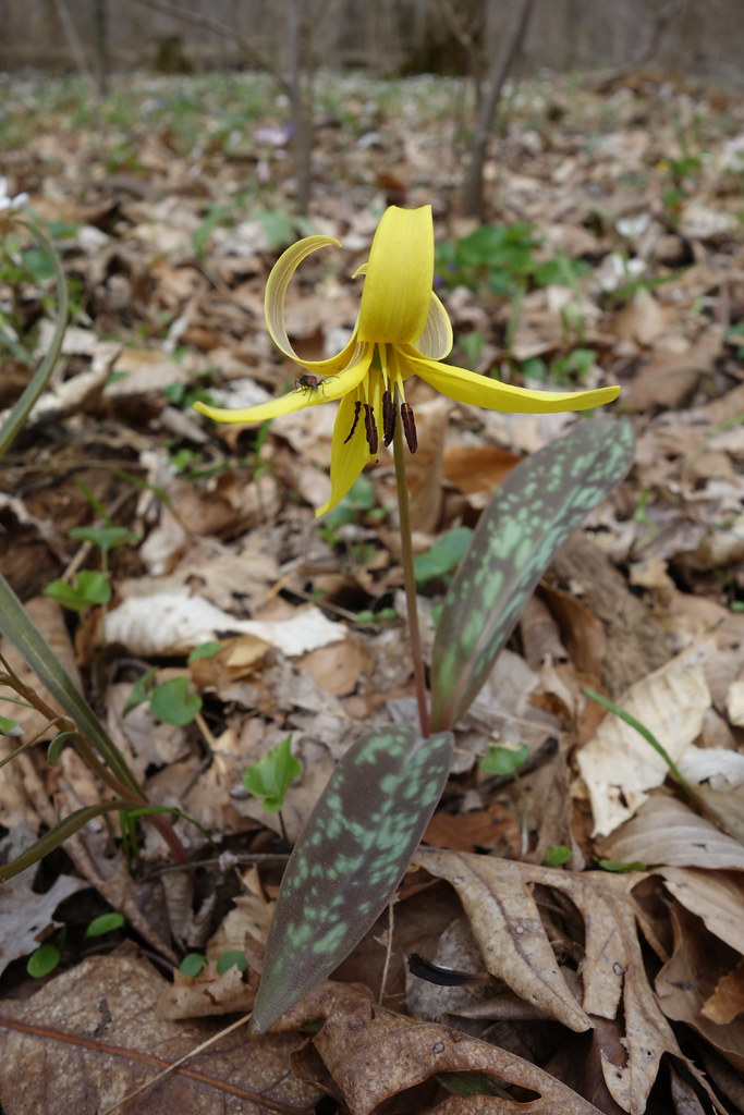 Yellow Trout Lily jdf_92 Flickr