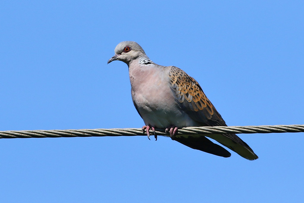 Turtle dove Wittersham, Kent Feathers Joe Flickr