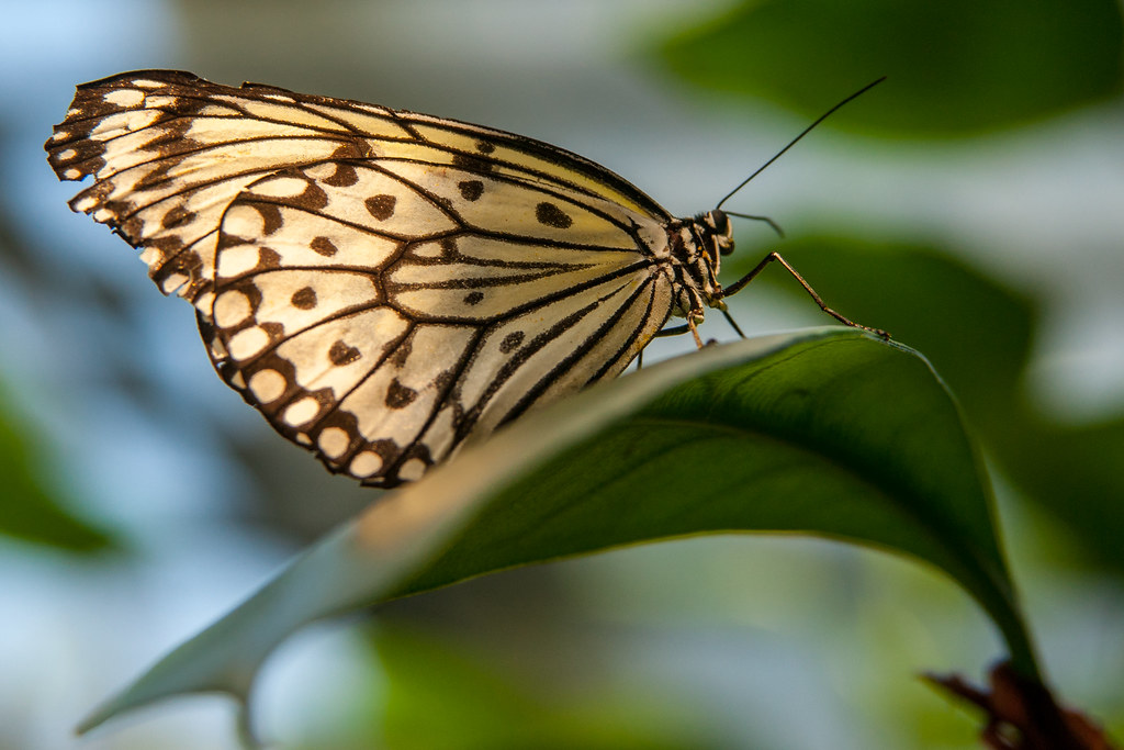 Butterflies are self propelled flowers Observe and admire … Flickr