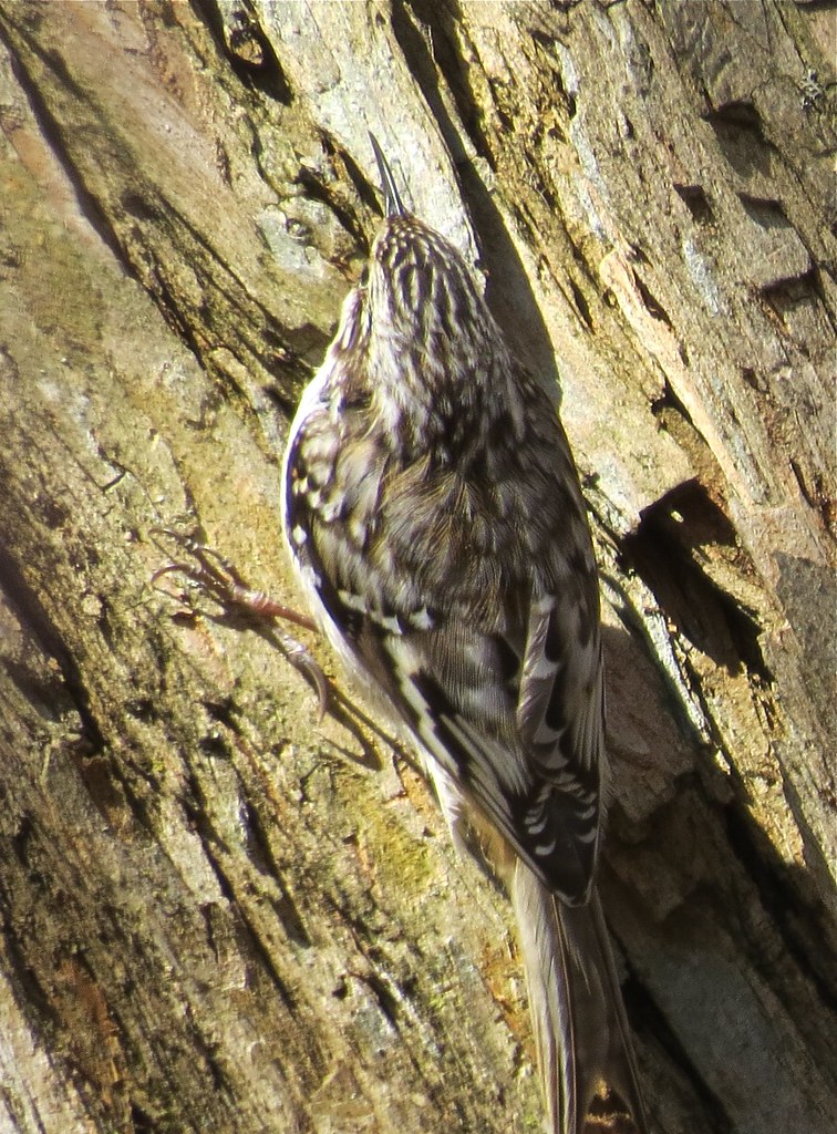 Brown Creeper at Ewing Park in McLean County, IL 02 Flickr