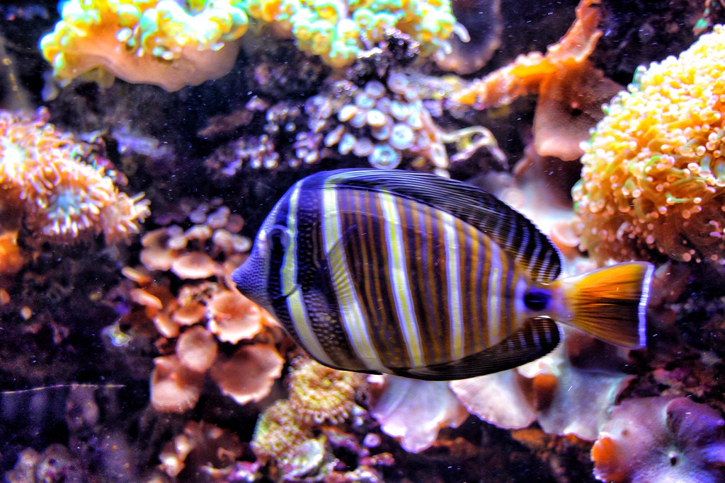 Toronto Ontario Canada Aquarium at the Royal Ontario M… Flickr