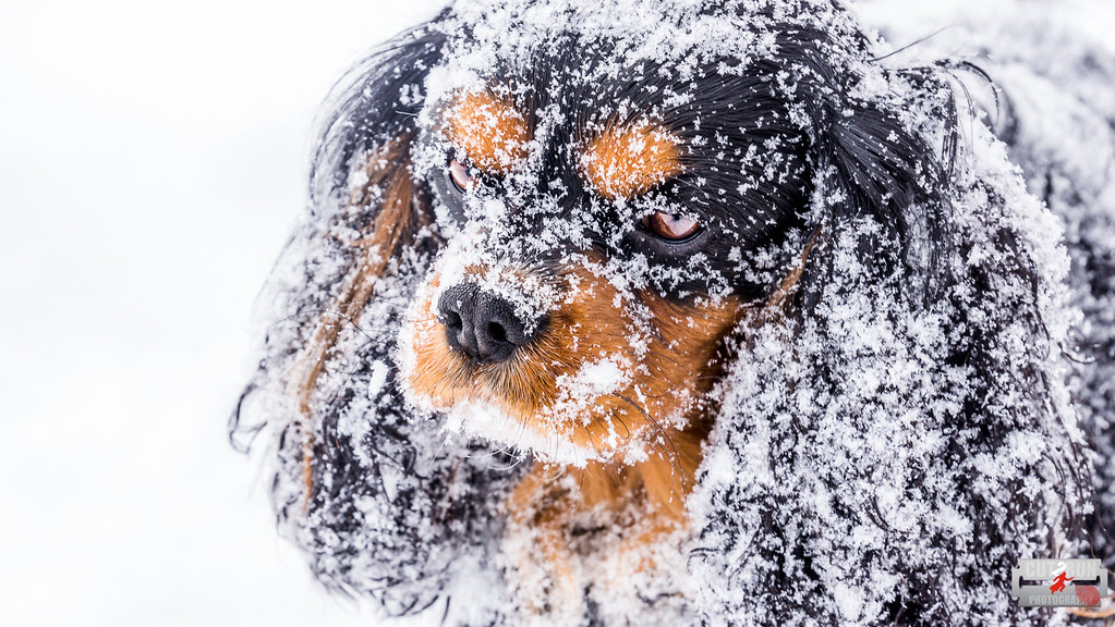 Snowdog Dogs love snow. But, why do dogs love snow so much… Flickr