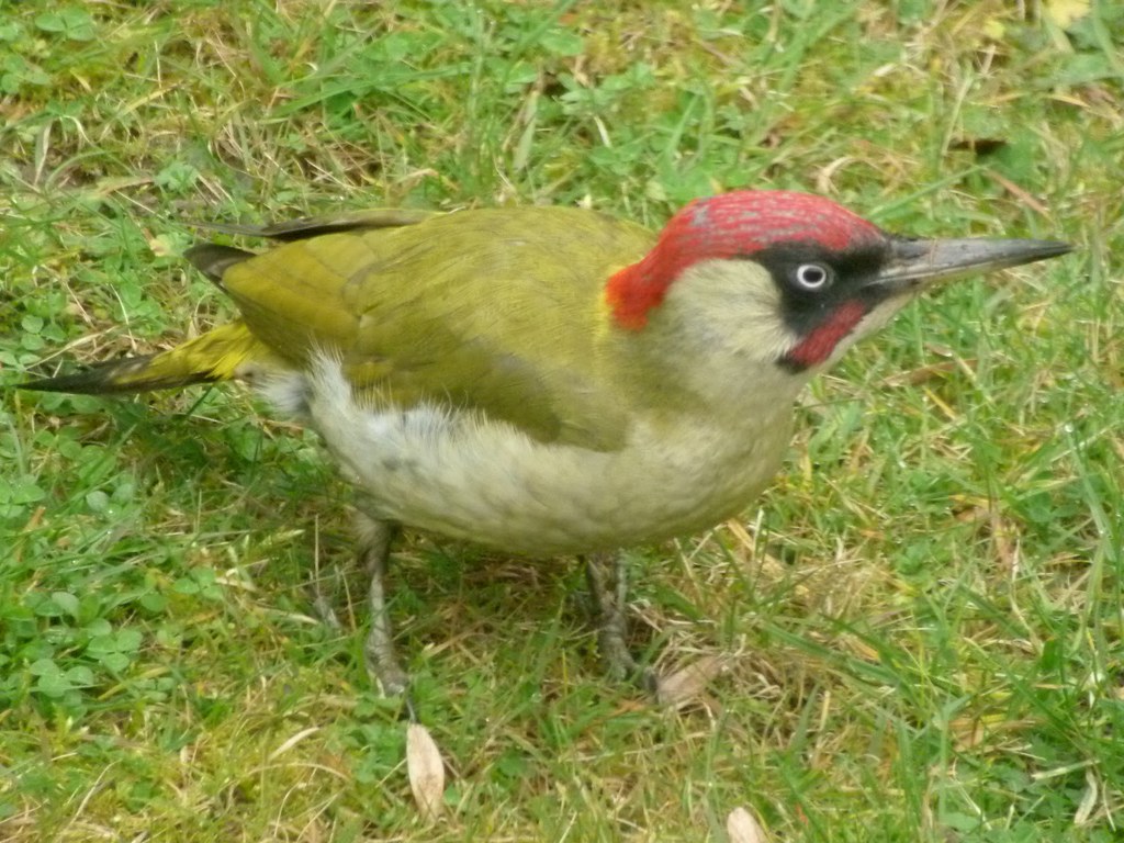 Woodpecker Weasel High Definition Woodpecker Weasel High D… Flickr