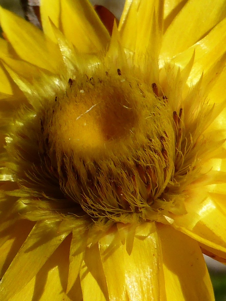 Strawflower centre Sue Flickr