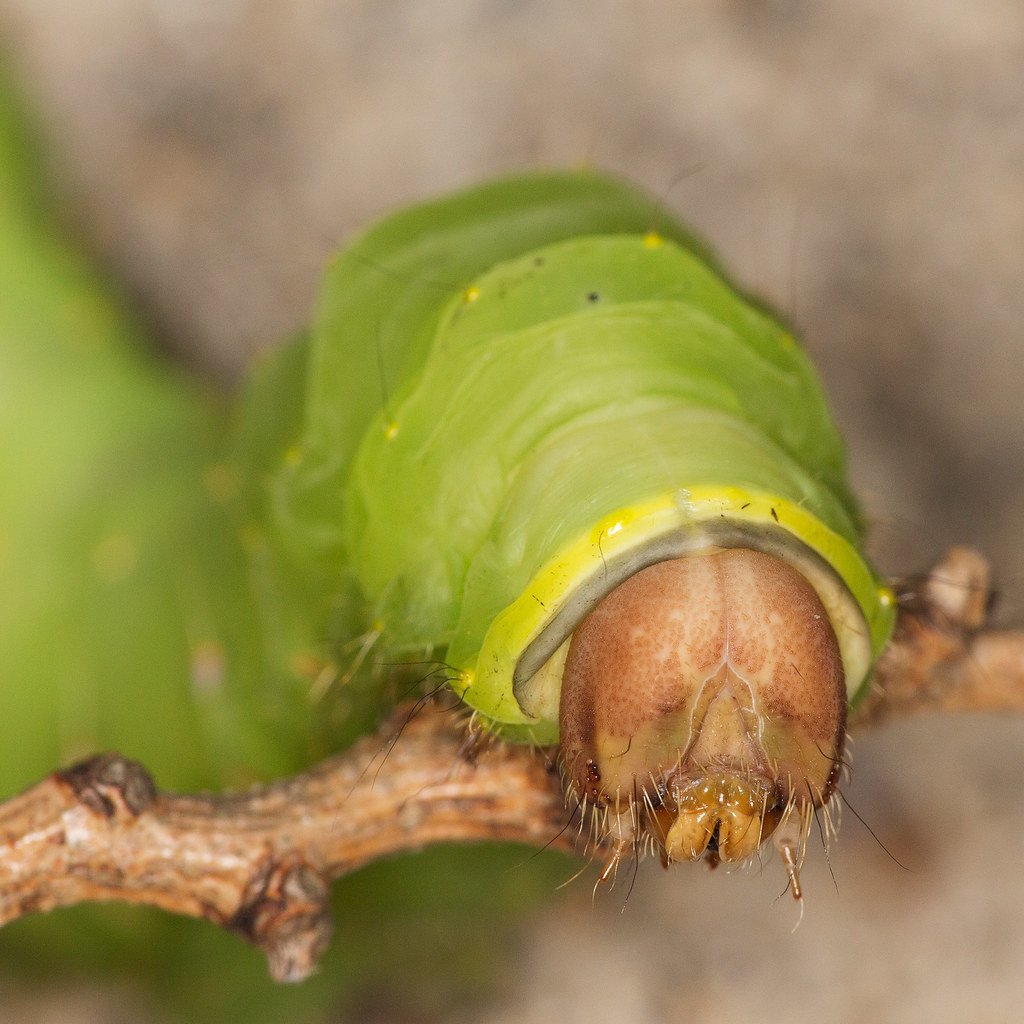 Moth Larva, Family Saturniidae Antheraea polyphemus. Lengt… Flickr