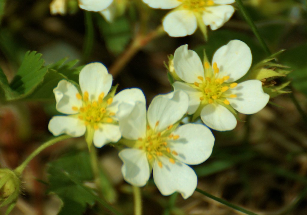 Killdeer Plains Wildlife Area Randy Siler Flickr