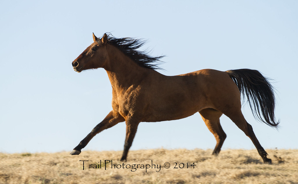 Dun Quarter Horse Mare Trail Photography © 2014 Flickr