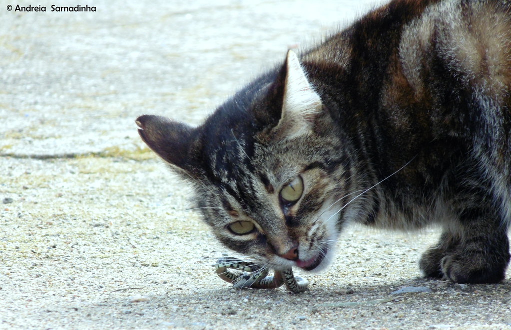 Cat eating snake Redondo, Évora Portugal Andreia Sarnadinha Flickr