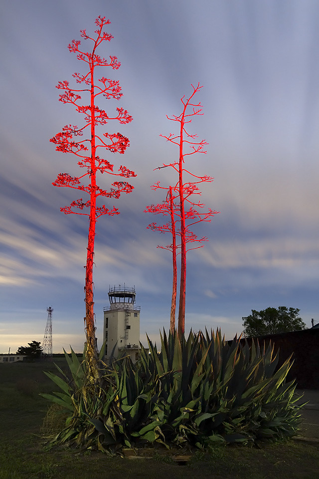 Late Bloomers Century plants, finally blooming . . . years… Flickr