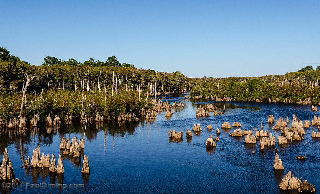 Flickriver Photoset '20141015 Dead Lakes, Wewahitchka, FL' by Paul Diming