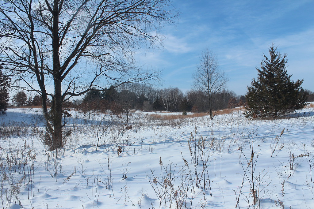 Chipman Preserve Comstock, MI. Zach Frieben Flickr