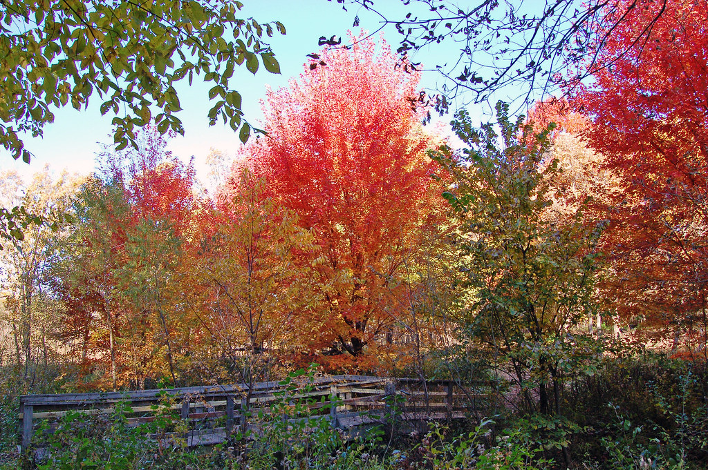 Maple Red Maple, Minnesota, Fridley, Springbrook Nature C… Flickr