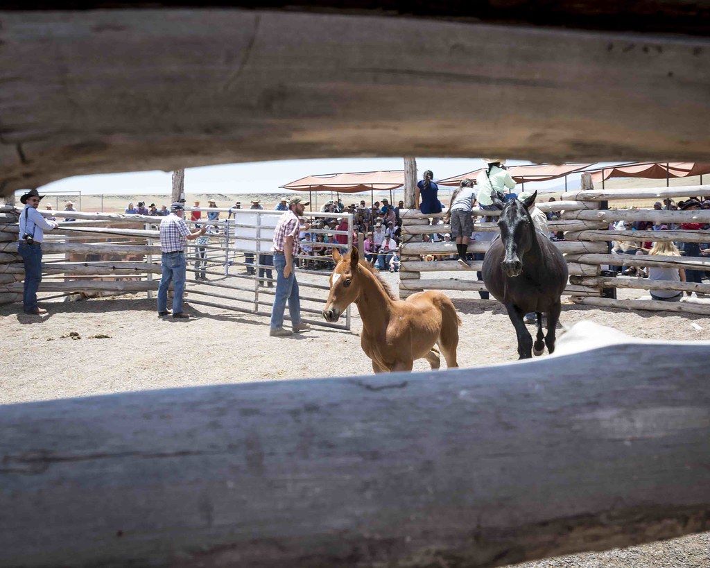 Babbitt Colt Sale Bob McClure Flickr