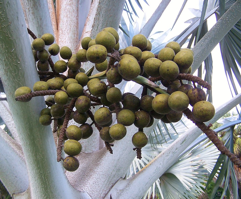 Bismarckia nobilis View of the fruits of a Bismarck Palm, … Flickr