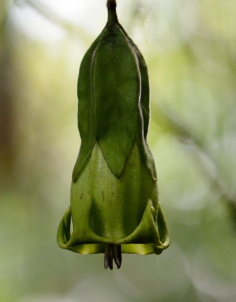 A Large Hanging Green BatPollinated Flower a photo on Flickriver