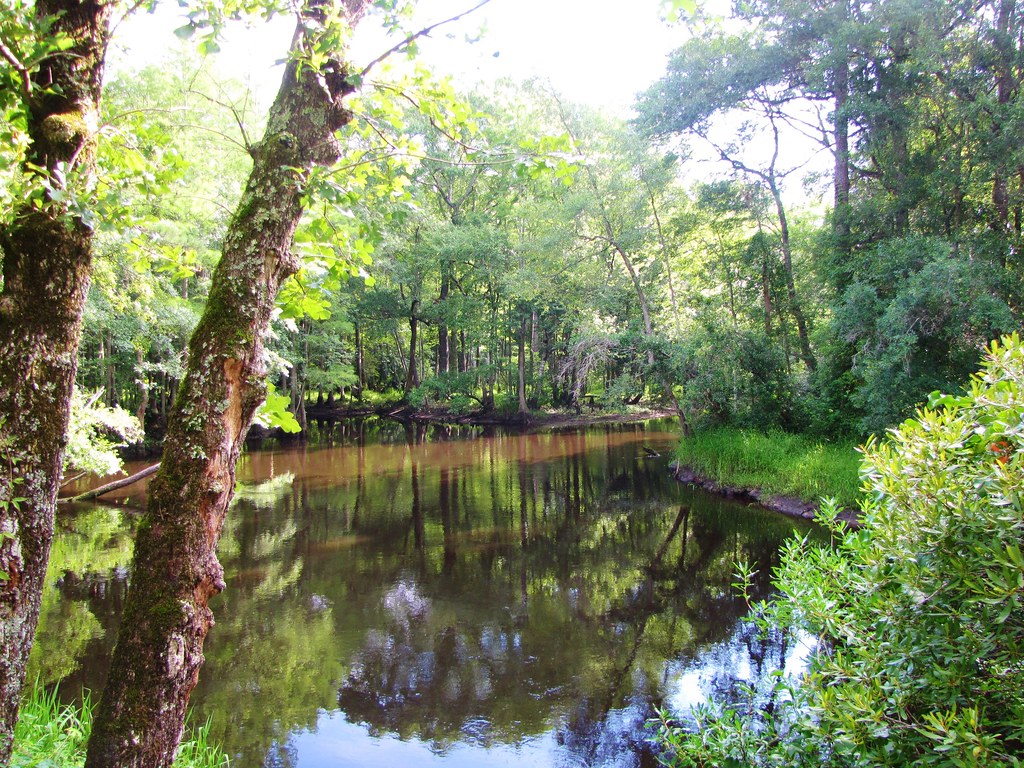 Lumber River The Lumber River is a black water river that … Flickr