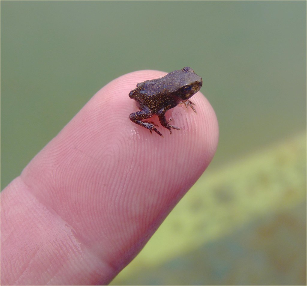 Fowler's Toad Baby 1 A tiny Fowler's Toad tadpole that has… Flickr
