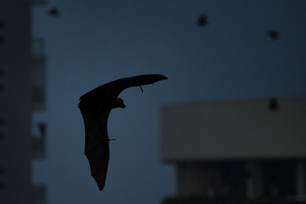 Fruit Bats at Dusk Took this from the balcony of my hotel … Flickr