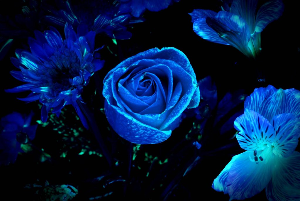 Dark Blue Flower Wallpaper GAMBAR BUNGA
