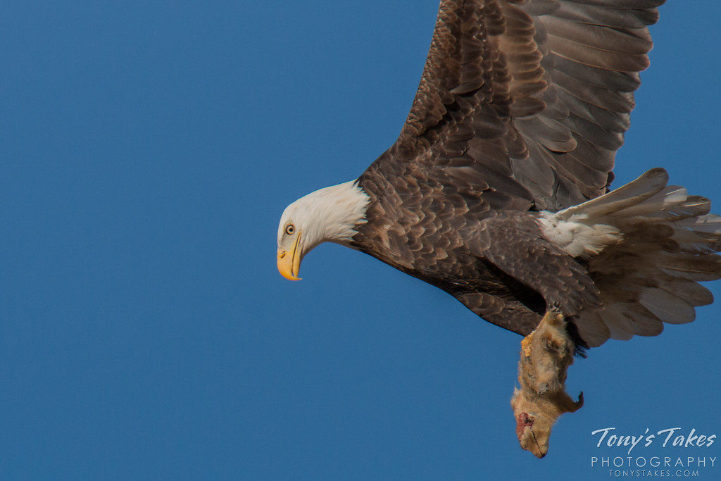 Bald Eagle proudly hangs on to its squirrel catch Tony's Takes