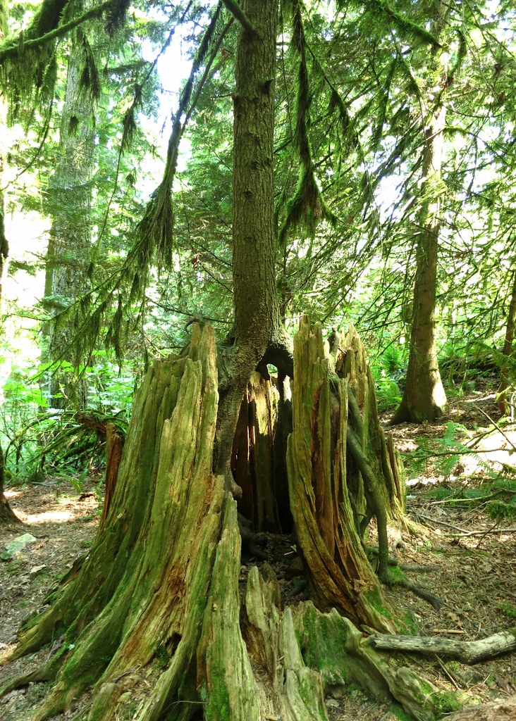 Nurse stump Ruth Hartnup Flickr