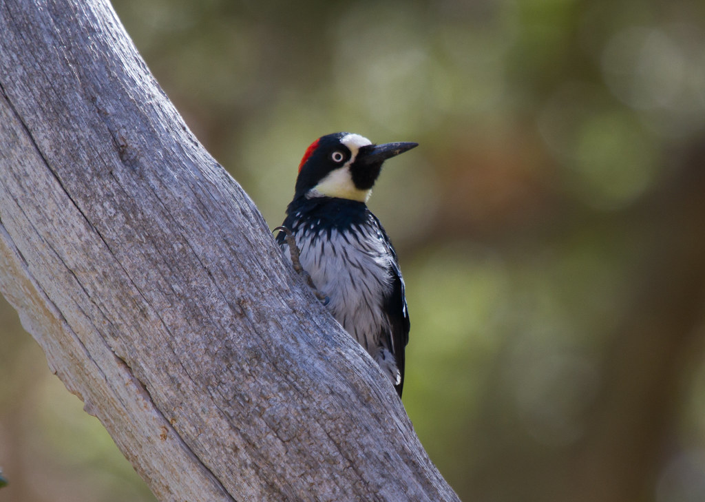Woodpeckers Flickr
