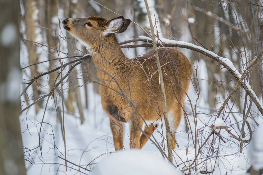 DSC_2286 Chevreuil, Longueuil Donald Robichaud Flickr