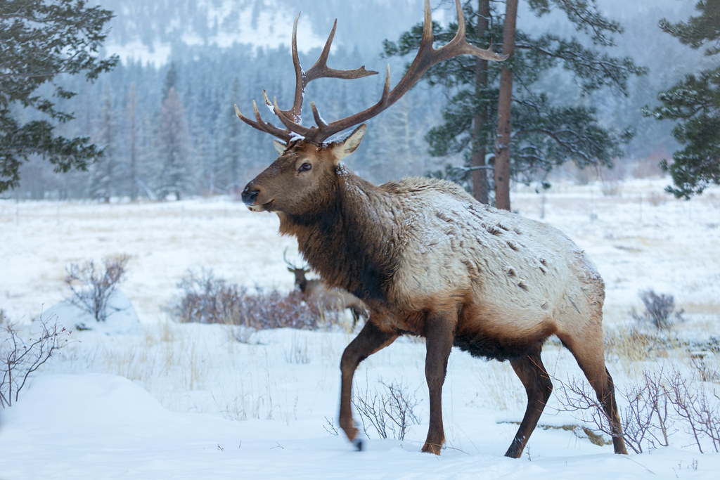 Young male elk in Rocky Mountain National Park Young male … Flickr
