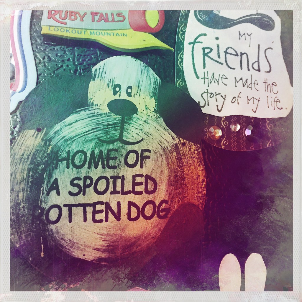 My dog won't let me take her picture for National Dog Day.… Flickr