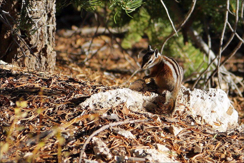 watching chipmunk Bryce Canyon National Park / Utah / USA.… Rupert
